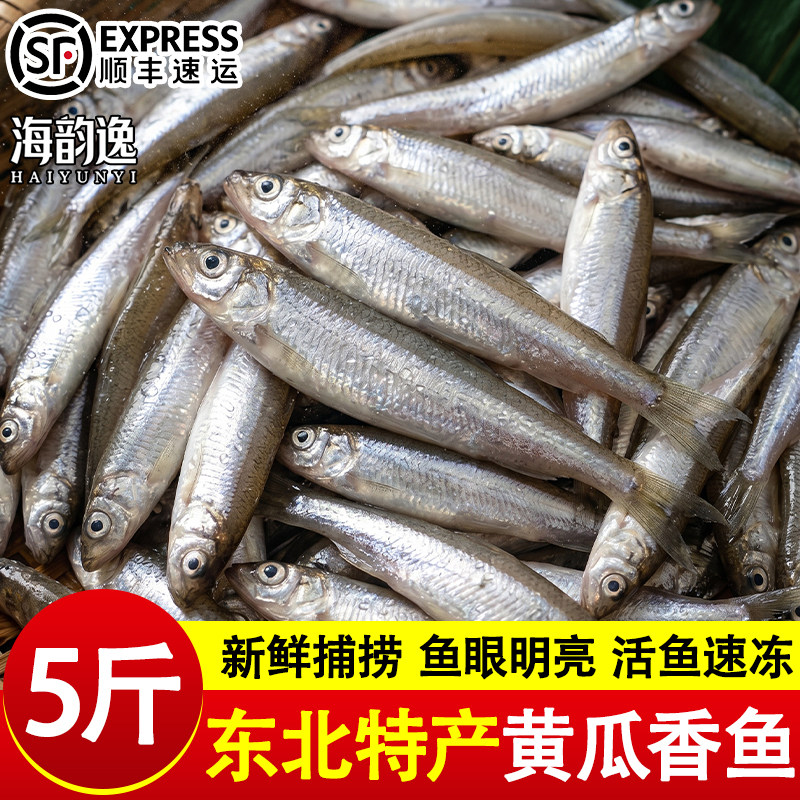 东北黄瓜香鲜活冷冻小鱼新鲜速冻淡水鱼类春生子池沼公鱼商用批发