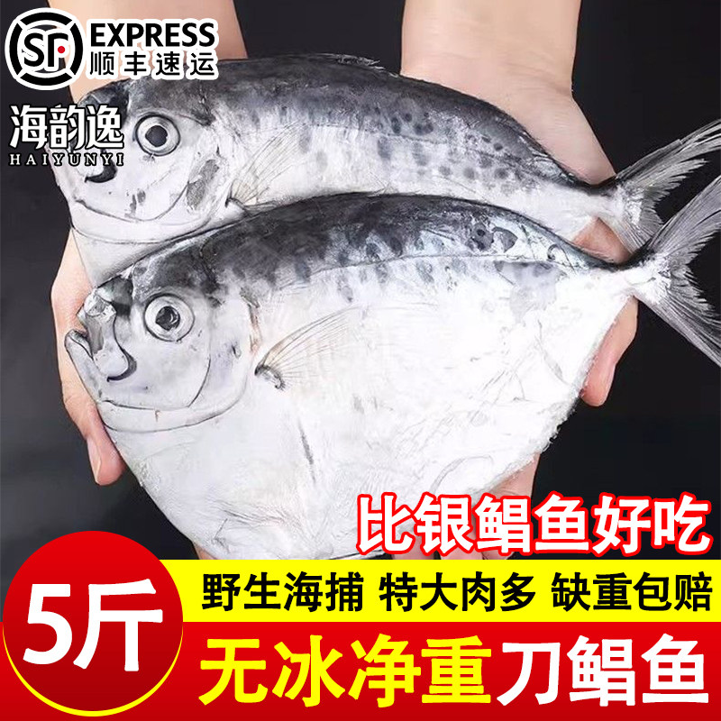 刀鲳鱼新鲜冷冻银鲳鱼鲜活速冻特大号海鱼类东海海鲜水产商用批发