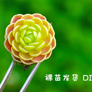 捕虫堇小虫草堂组合套装裸苗食虫植物多肉盆栽盆景捕蝇草室内DIY