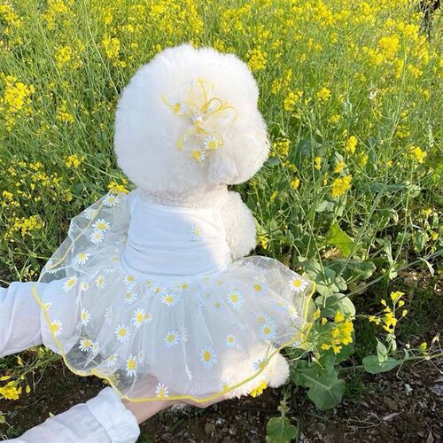 宠物小狗可爱网纱小吊带裙春天夏天薄款比熊衣服博美泰迪小型幼犬