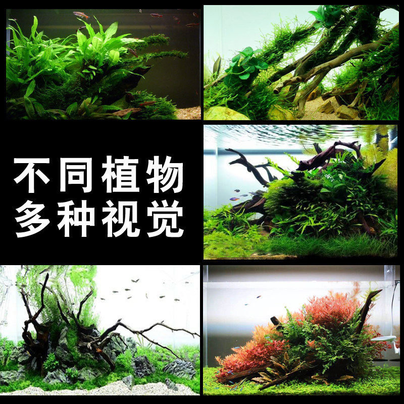 吉景佳水族超白鱼缸造景青龙石造景天然水草缸造景沉木造景杜鹃根