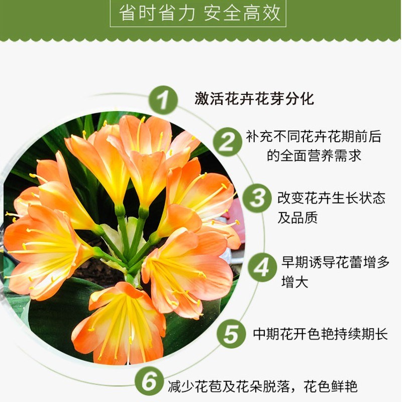 青丛园丁多箭王兰花专用冒箭促箭防夹箭花期长花多艳丽图片