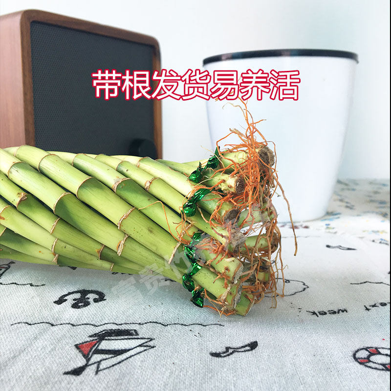 好养富贵竹水培植物转运竹客厅室内花草盆景竹子盆栽四季常青绿植