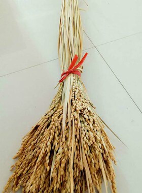 天然麦穗稻穗干花水稻丰收稻谷稻子装饰会展布置拍摄道具田园植物