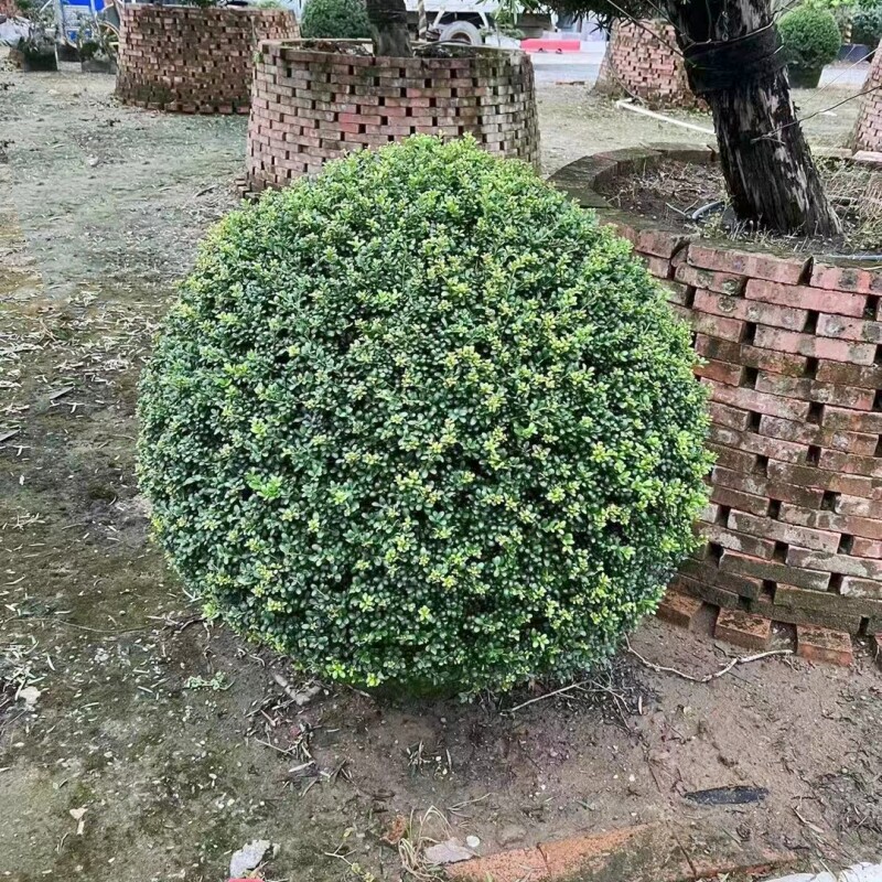 龟甲冬青球四季常青庭院绿化工程苗木球形树花园别墅阳台造景植物