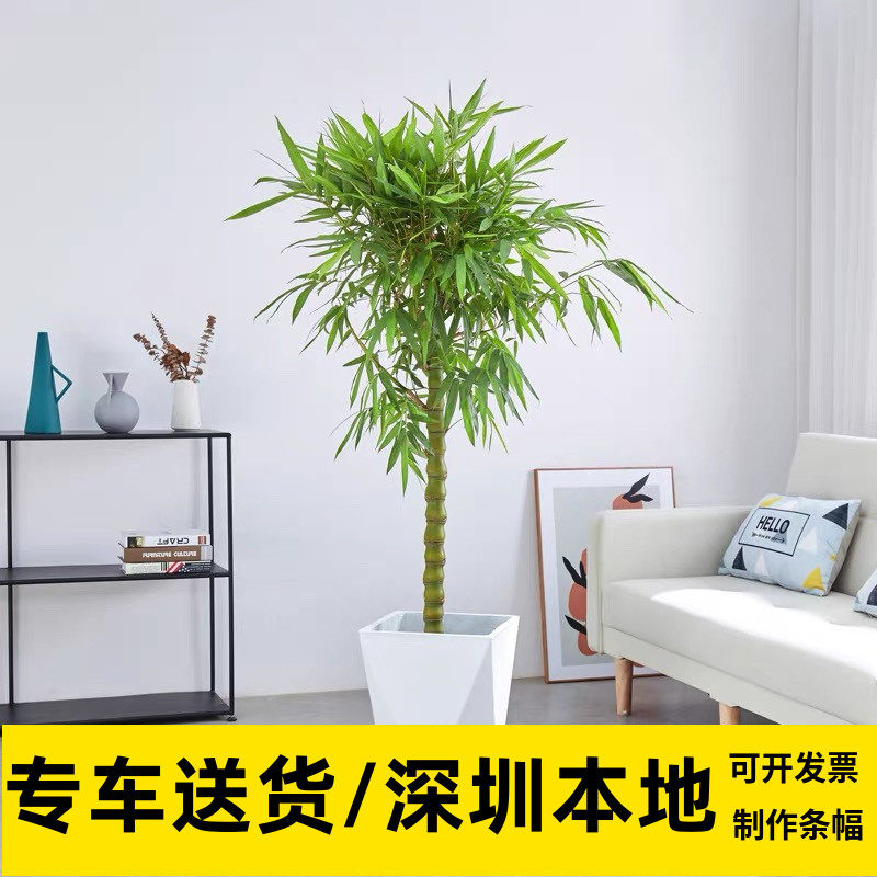 深圳佛肚竹子盆栽喜阳室外盆栽窗户阳台庭院招财观赏类竹子好养活