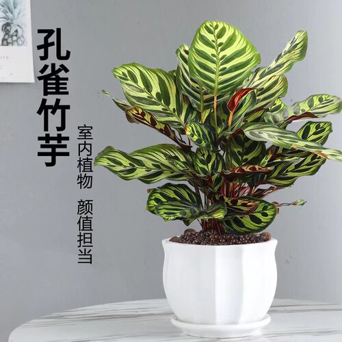 孔雀竹芋彩虹美丽翠叶花眼盆栽绿植物室内桌面净化空气好养北欧风