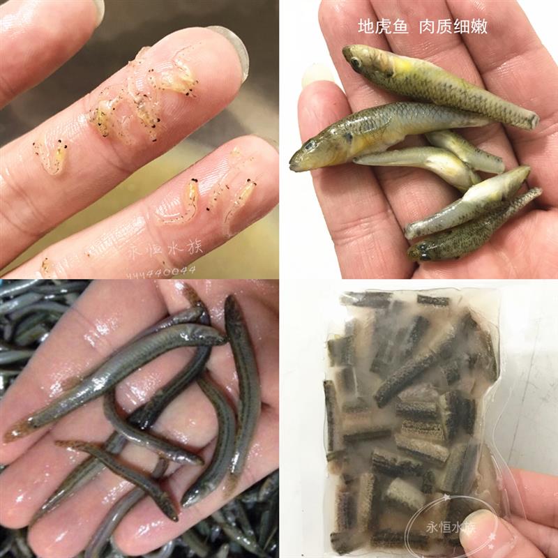 冷冻泥鳅段鱼饲料龙鱼虎鱼食物新鲜速冻淡水小河虾虾仁虾段麦穗鱼