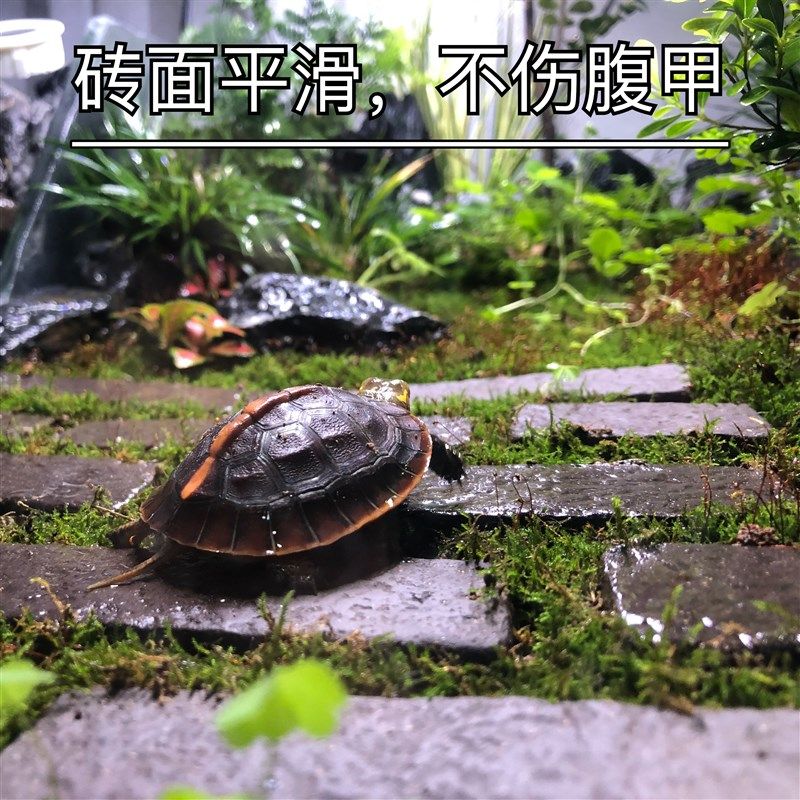 萌乾黄缘缸造景保湿小陶砖吸水加湿半水龟造景专用小地砖