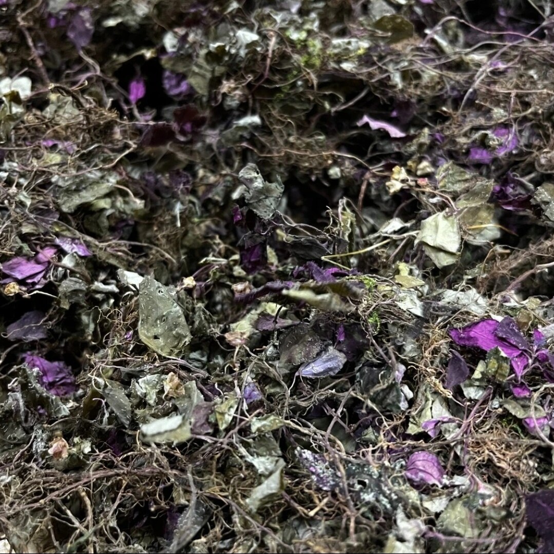 【善小舟旗舰】福建野生风柜斗草小叶干品风鼓草风谷草风骨楮头红