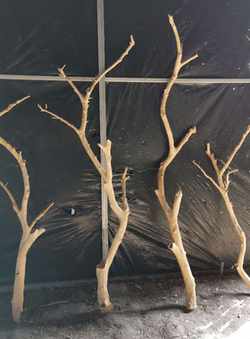 去皮原木树杈树干树枝干枝枯枝装饰插花吊顶挂件造型艺术衣架树杈