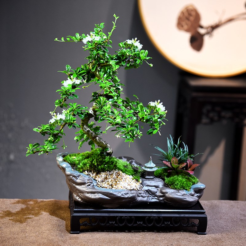 福建茶盆栽盆景室内客厅好养喜光小植物桌面禅意微盆景开花小绿植