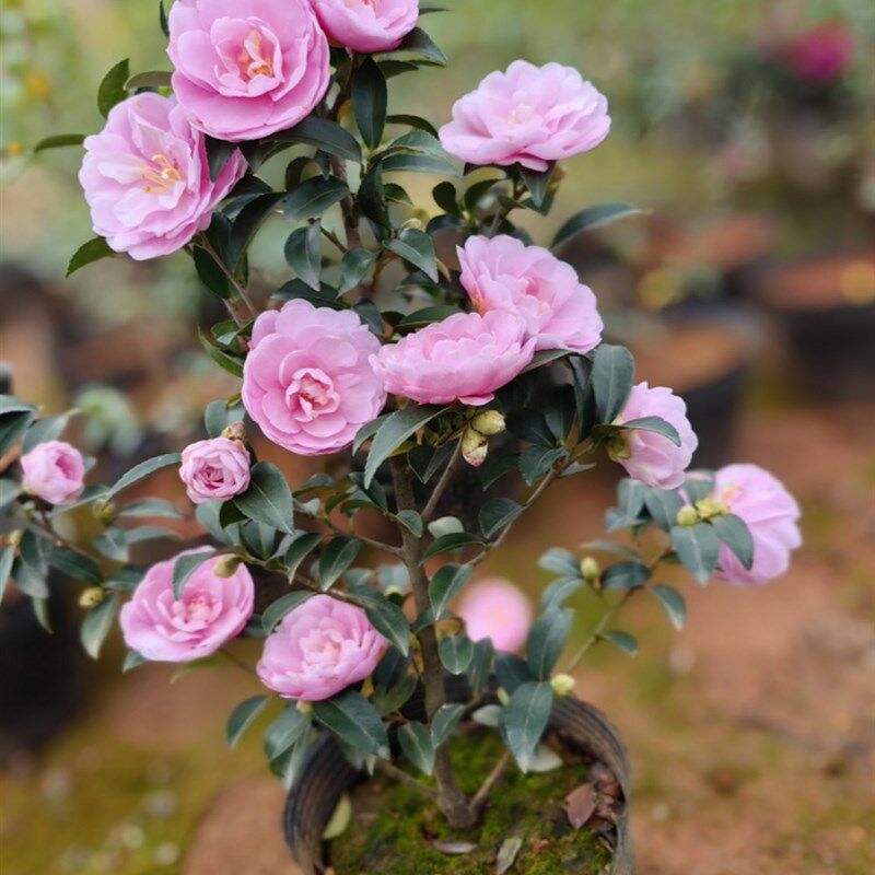 【嘉瑞】  庭院开花常绿灌木 茶梅 英八 朝仓 乙女  梦  串花瀑布