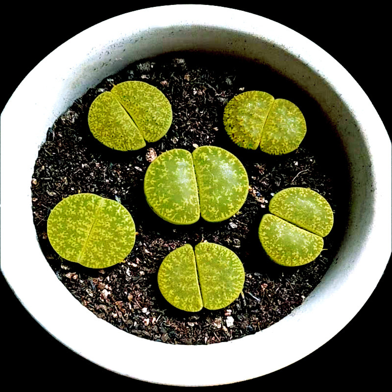 生石花绿紫勋室内小盆栽pp干养多肉植物