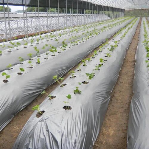 农用银黑双色地膜 黑白地膜 除草膜反光保湿降温除虫盖草果树果园