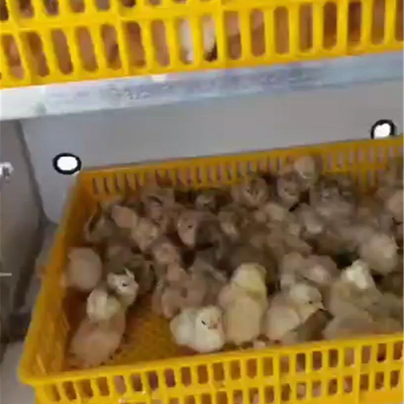 智能全自动家用大中小型土鸡孵化机鸽子孵化箱孵化设备款