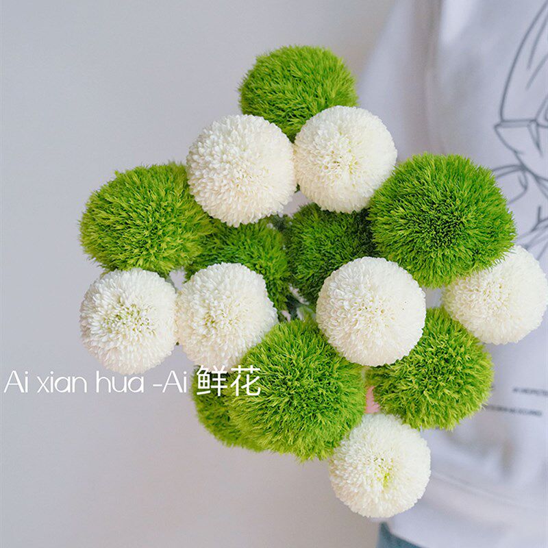 清爽治愈系绿色绿毛球鲜花白色乒乓菊混搭插花绿石竹鲜切云南直发