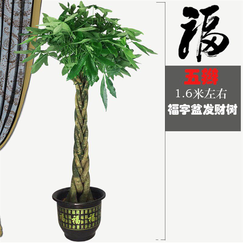 单杆发财树盆栽室内开业植物盆景家庭客厅办公室绿植花卉大型包邮
