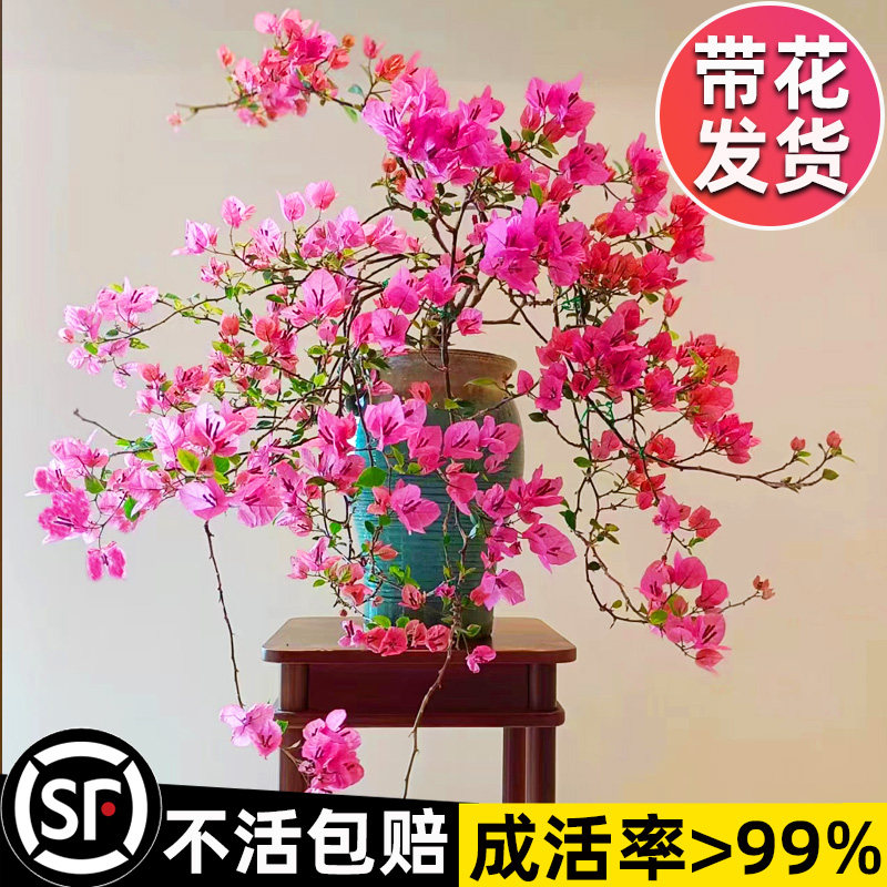 三角梅盆栽重瓣绿植老桩爬藤植物带花室内阳台四季开花卉耐寒大苗