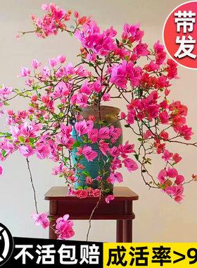 三角梅盆栽重瓣绿植老桩爬藤植物带花室内阳台四季开花卉耐寒大苗