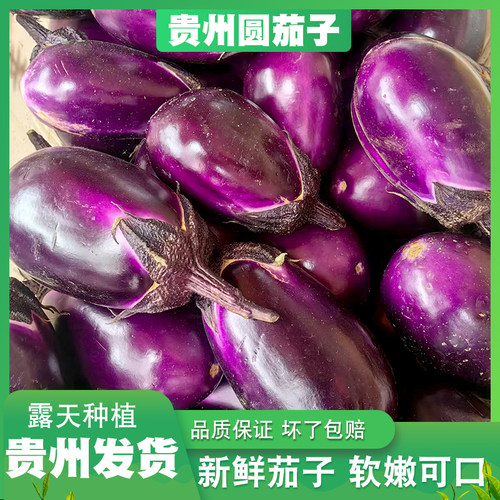 贵州六盘水新鲜圆紫皮茄子