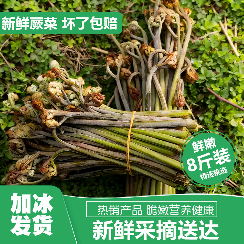 贵州高山野生蕨菜新鲜当季撅菜凉拌蕨苔野菜山蕨菜拳头山阙菜甜蕨