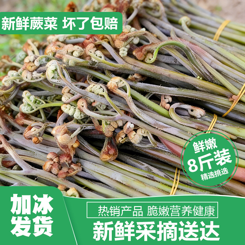 现货贵州新鲜蕨菜野生现摘甜蕨山野菜拳头菜猫爪菜厥菜蕨苔野菜