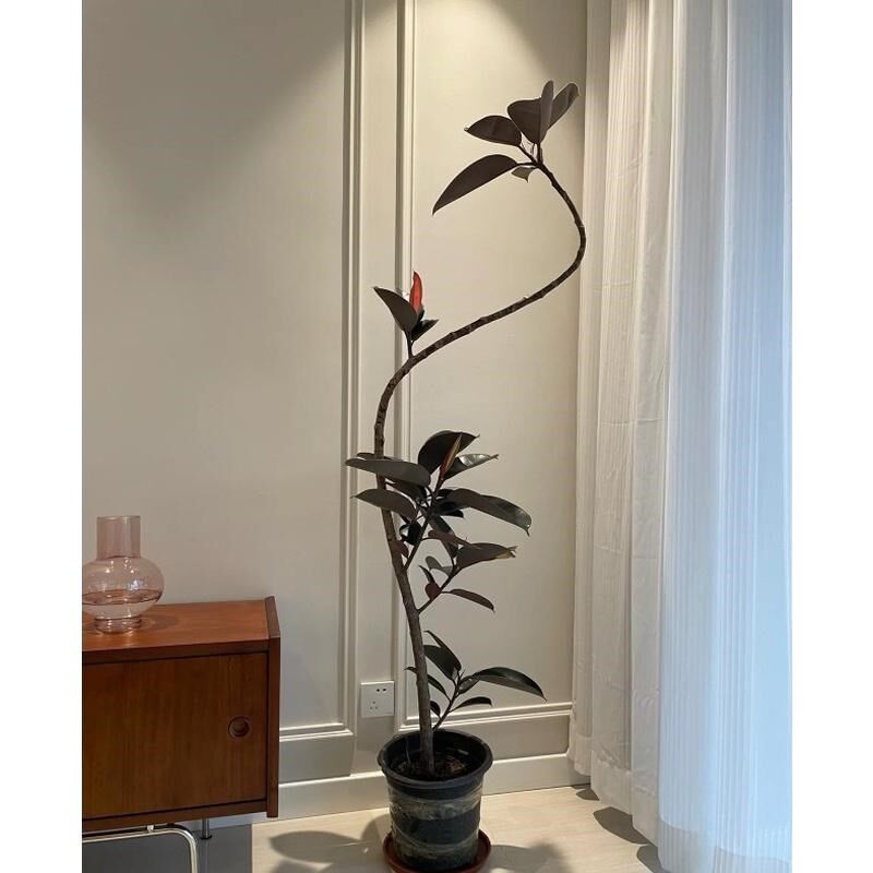 造型黑金刚橡皮树网红绿植花卉盆栽客厅阳台办公室美观净化新空气