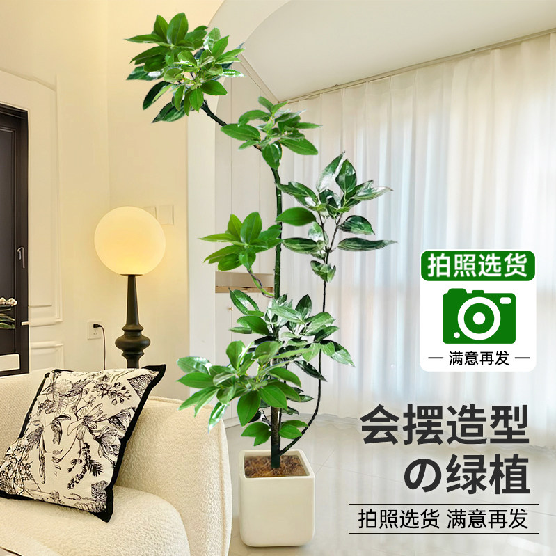 造型平安树客厅沙发旁绿植盆栽落地大型室内幸福树吸甲醛植物好养