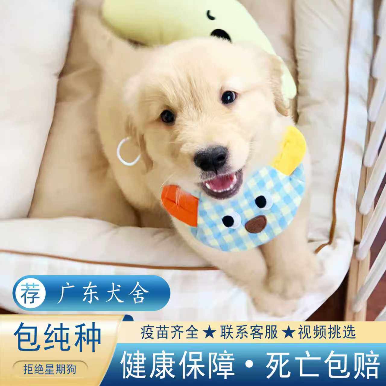 【广东犬舍】金毛幼犬赛级纯种宠物狗活幼体大型犬导盲犬金毛训练