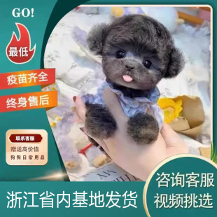 【浙江犬舍】泰迪幼犬红棕白灰色纯种犬活体宠物狗狗茶杯体犬衣服