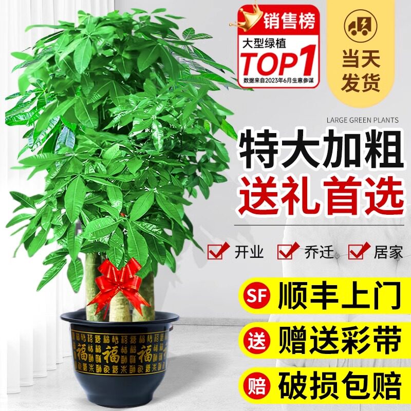 步步高发财树特大客厅开