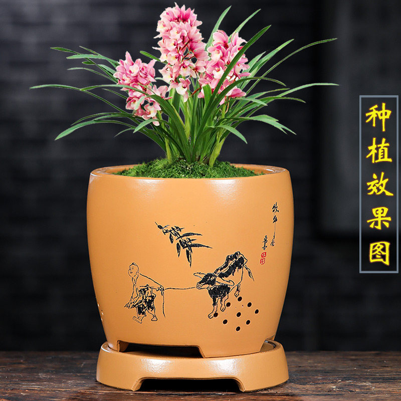 紫砂兰花盆带托盘君子兰盆景盆蝴蝶兰绿萝文竹月季桌面家用中国风