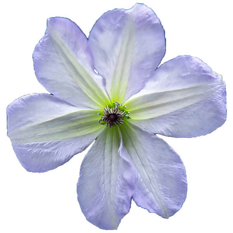 海风铁线莲花苗盆栽爬藤花藤本皇后半重瓣大花丰花无刺攀援海之息