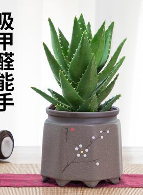 芦荟小盆栽含盆可食用室内桌面净化空气植物大盆好养易活多肉绿植