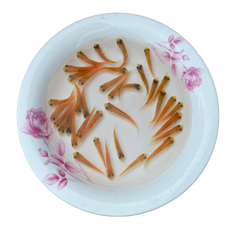 俄罗斯金草鱼苗淡水养殖草鱼苗花鲢白鲢鲫鱼苗丁桂鱼苗金丝草鱼苗