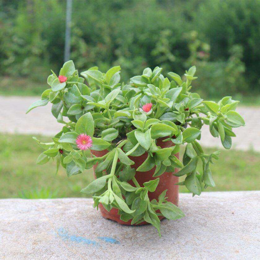 室内室外花卉绿植盆栽
