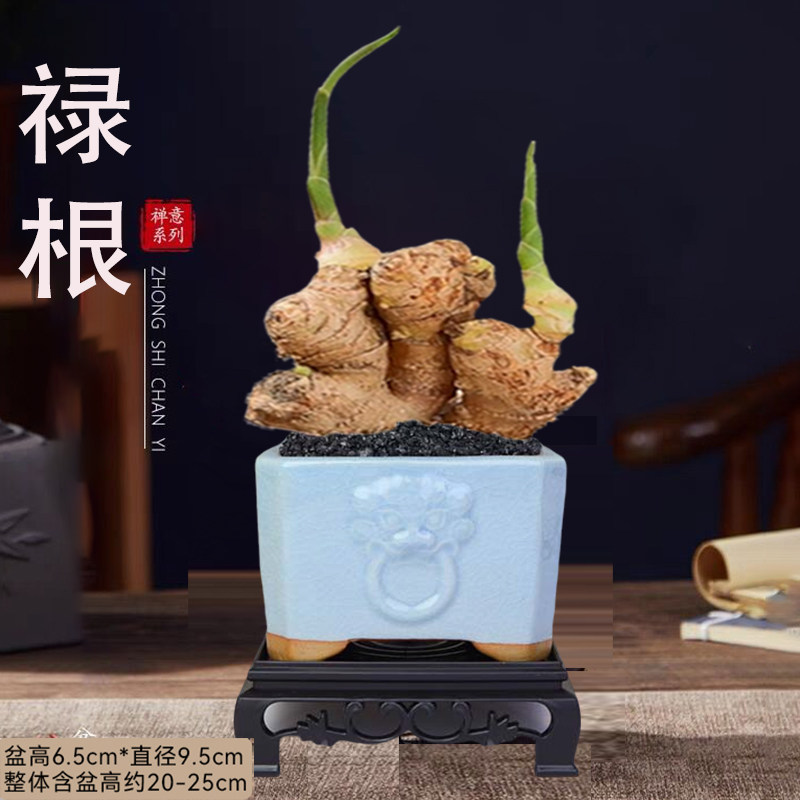禄根盆栽带芽灵草好养不