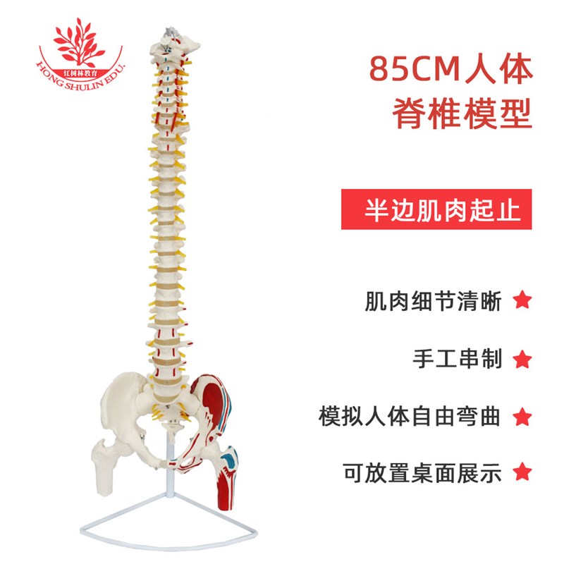 85cm人体脊椎模型医学院教学演示附肌肉起始点可弯曲脊柱骨骼模型