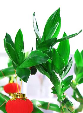 福艺粗大带根龙竹富贵竹植物转运竹弯竹开运直竹室内水养绿植花卉