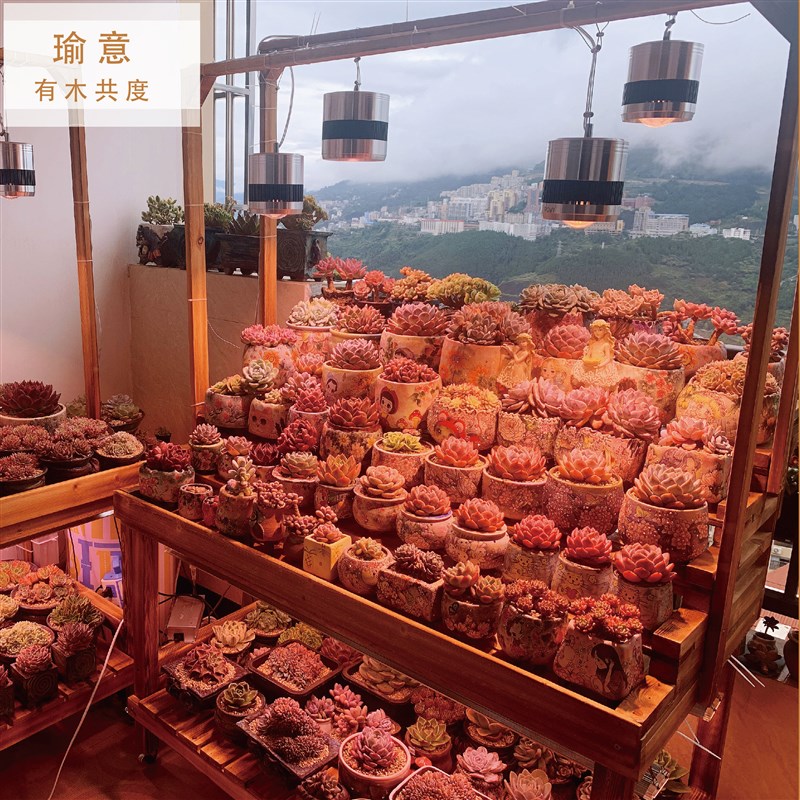 可移动阶梯型花架配灯架围栏肉z肉架防腐木花架室可挂灯架多肉架