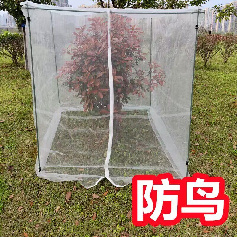 果树防鸟罩支架 嘉宝果树网罩 杨梅果树防虫网罩莲雾果树防鸟网罩图片