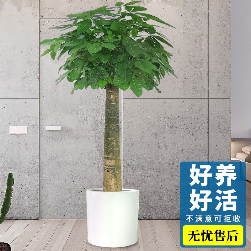 发财树北京植物绿植盆栽室内办公室盆景客厅单杆独杆开业乔迁送礼