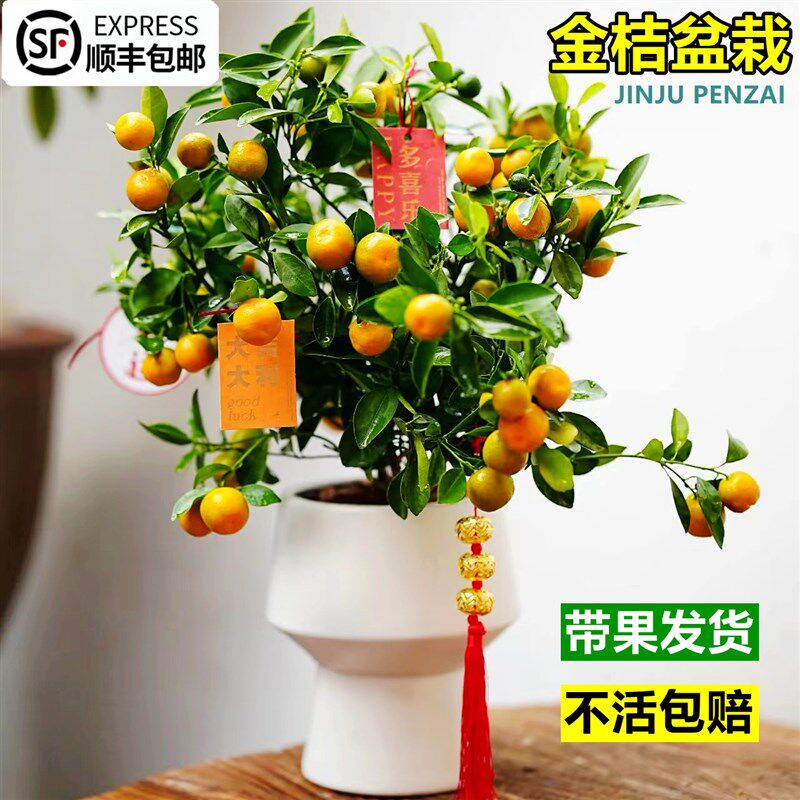四季金桔树盆栽可食用带果脆皮橘子树苗室内阳台花卉绿植好养易活