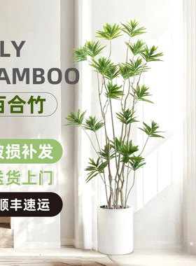 金心百合竹客厅真绿植室内大型植物盆栽龙血树网红金边百合竹盆景