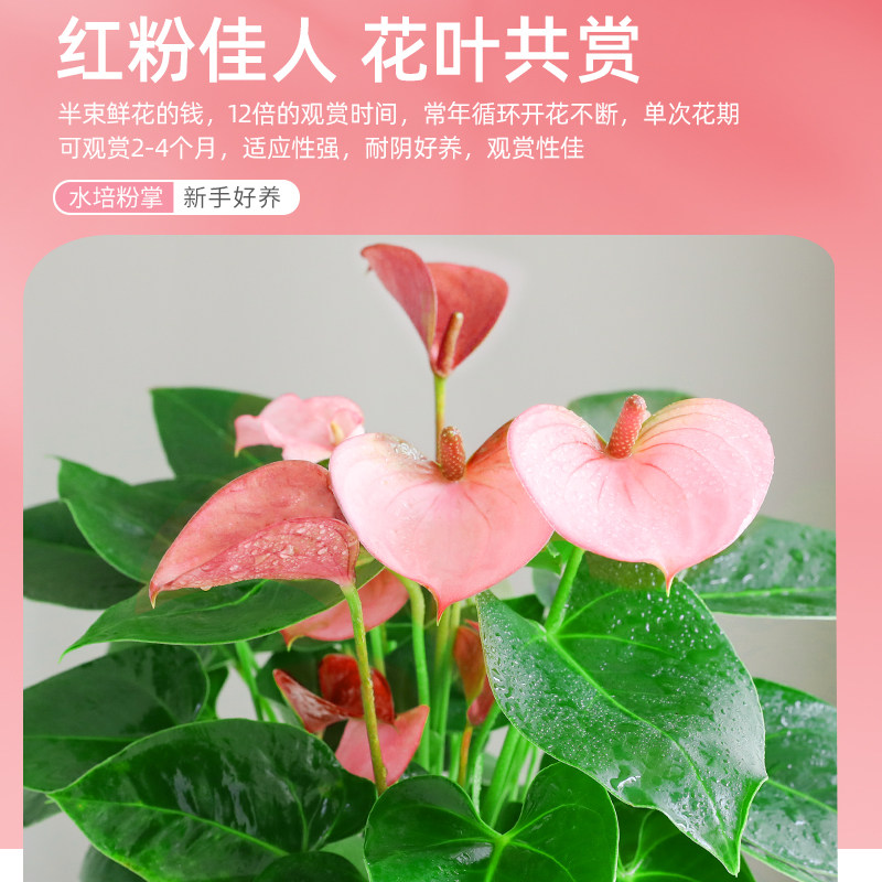 水培粉掌绿植盆栽火鹤花白掌室内客厅桌面花卉植物耐阴四季好养