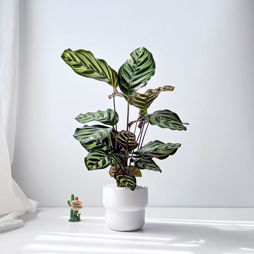 孔雀竹芋北欧油画风观叶植物室内耐阴盆栽家居绿植办公室解压花卉