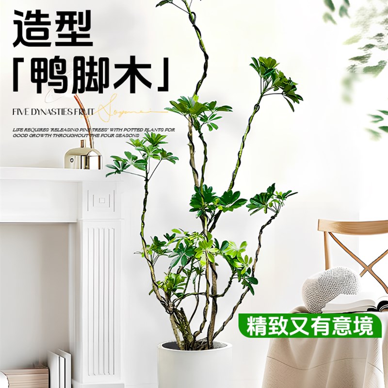 鸭脚木客厅大盆栽室内禄植造型鸭掌木八方来财落地大型旺宅绿植物