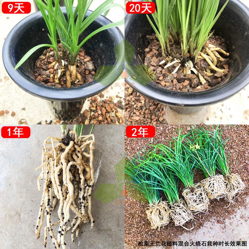 松栗王兰花草专用营养土高端级质量发酵腐熟橡栎树皮鳞颗粒种植料