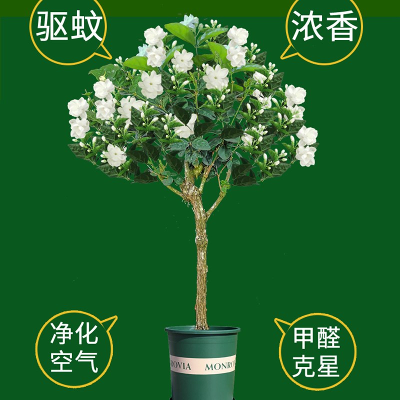 茉莉花盆栽横县重瓣花苗浓香型带花苞独杆棒棒糖老桩